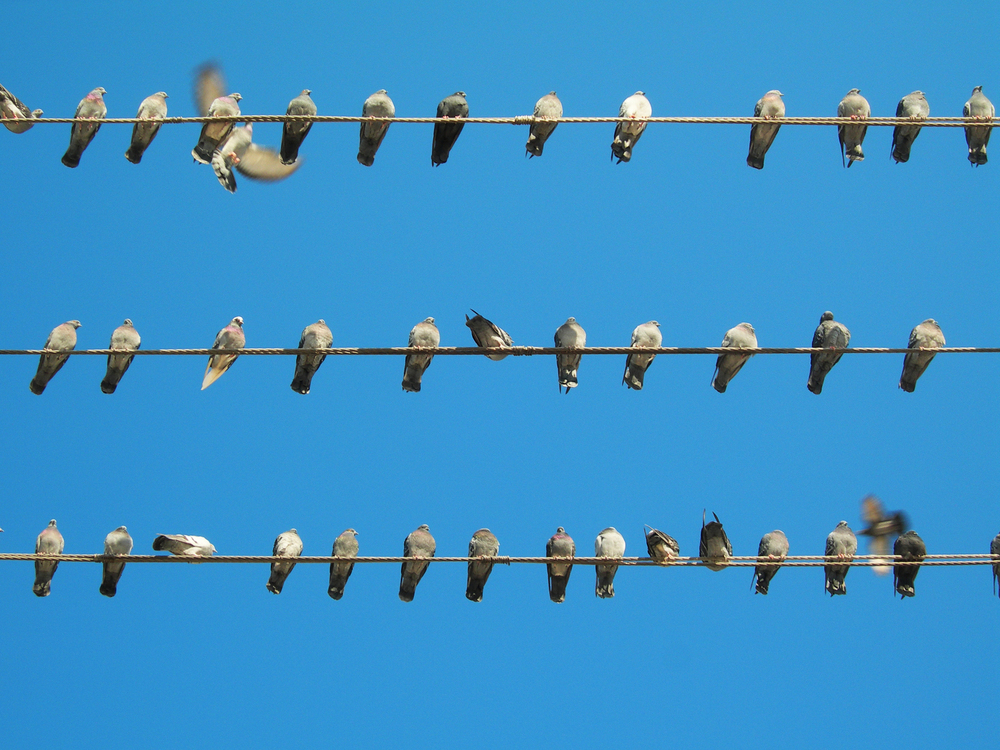 Three rows of birds on wires